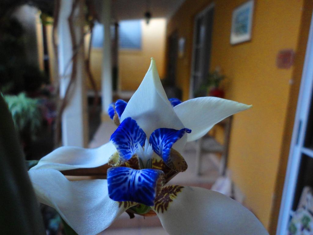 La Posada De Juan B&B Santa Rosa de Copán エクステリア 写真